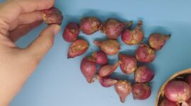 Bawang merah dapat membantu menjaga kesehatan jantung. (Dok. Harianindonesia.com/Banny Rachman)