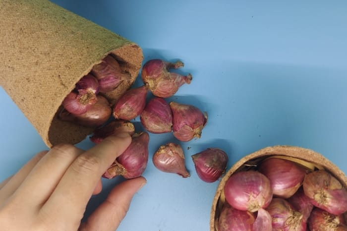 Bawang merah dapat membantu menjaga kesehatan jantung. (Dok. Harianindonesia.com/Banny Rachman)