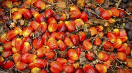 Kelapa Sawit. (Pixabay.com @sawit tristantan)