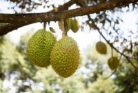 Tiongkok Resmi Buka Akses Ekspor Durian Beku Indonesia. (Pixabay.com/machquoctuanbiotech)