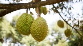 Tiongkok Resmi Buka Akses Ekspor Durian Beku Indonesia. (Pixabay.com/machquoctuanbiotech)