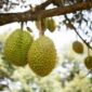 Tiongkok Resmi Buka Akses Ekspor Durian Beku Indonesia. (Pixabay.com/machquoctuanbiotech)